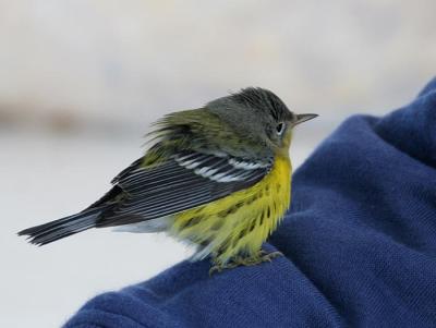 Magnolia Warbler