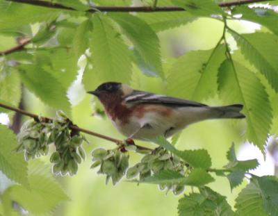 Bay-breasted Warbler