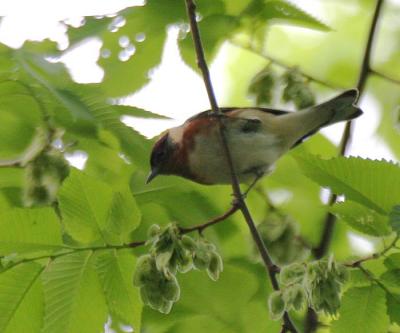 Bay-breasted Warbler