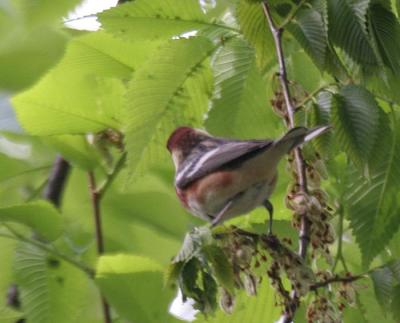 Bay-breasted Warbler