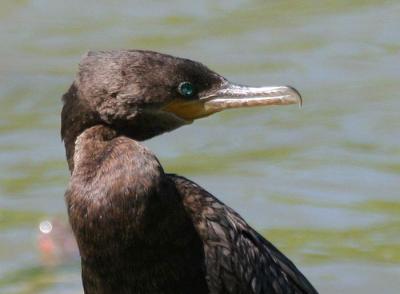 Neotropic Cormorant