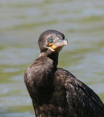 Neotropic Cormorant