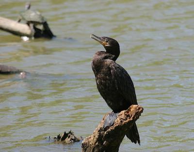 Neotropic Cormorant