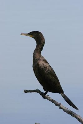 Neotropic Cormorant