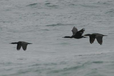 Pelagic Cormorant, Brandt's Cormorant, Double-crested Cormorant