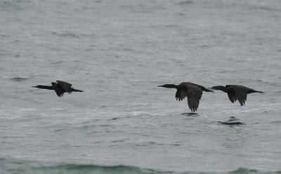 Pelagic Cormorant, Brandt's Cormorant, Double-crested Cormorant