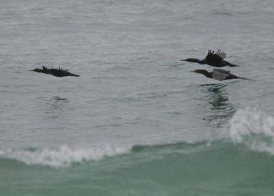 Pelagic Cormorant, Brandt's Cormorant, Double-crested Cormorant