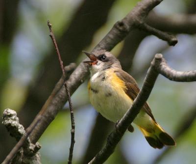 American Redstart