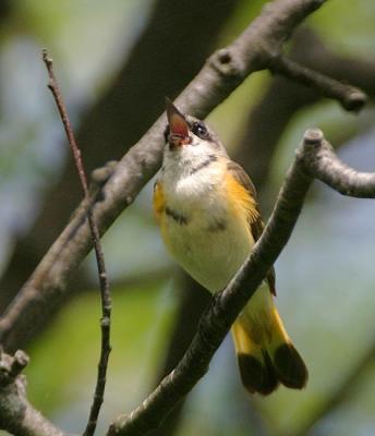 American Redstart