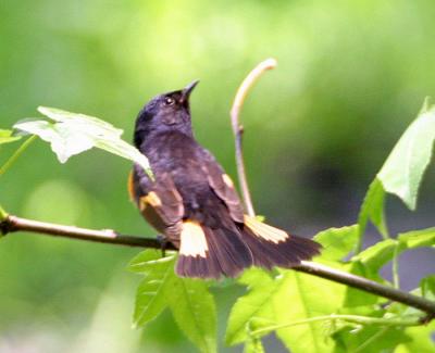 American Redstart