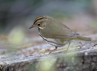 g3/58/287858/3/53033598.050511Ovenbird6927.jpg