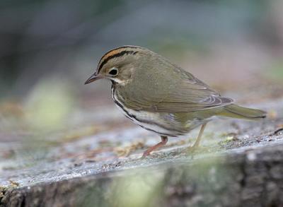 Ovenbird