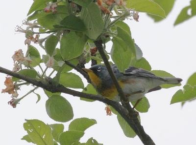 g3/58/287858/3/53073524.050514NorthernParula7183.jpg