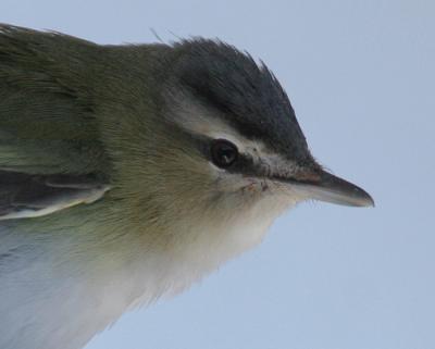 Red-eyed Vireo