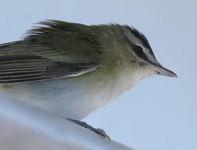 Red-eyed Vireo