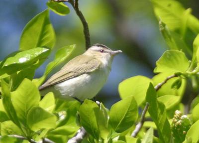 Red-eyed Vireo