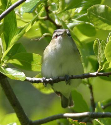 Red-eyed Vireo