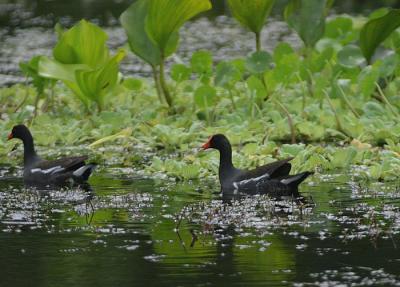 Common Gallinule