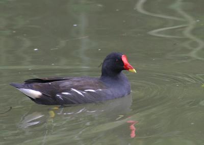 Eurasian Moorhen