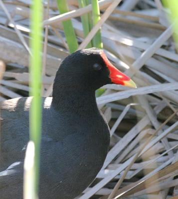 Common Gallinule