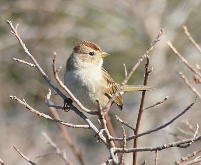 White-crowned Sparrow