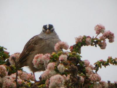 White-crowned Sparrow