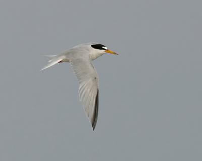 Least Tern (Atlantic)