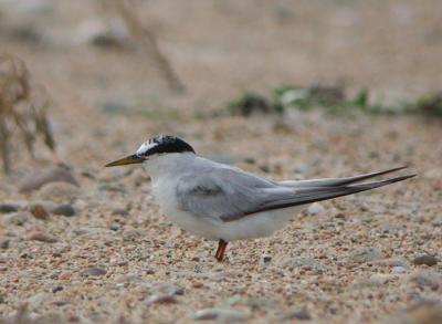 Least Tern (Atlantic)