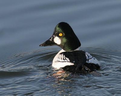 Common Goldeneye