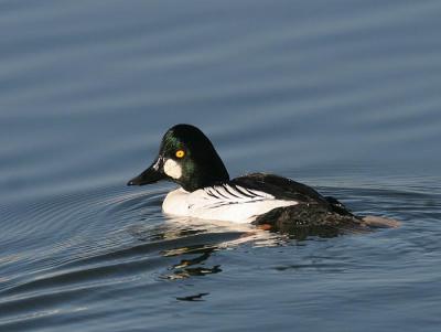 Common Goldeneye