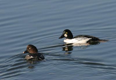 Common Goldeneye