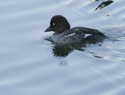 Common Goldeneye