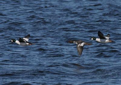 g3/58/287858/3/56198297.050227CommonGoldeneye4225.jpg