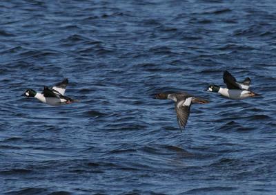 Common Goldeneye