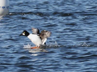 Common Goldeneye