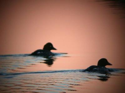 Common Goldeneye