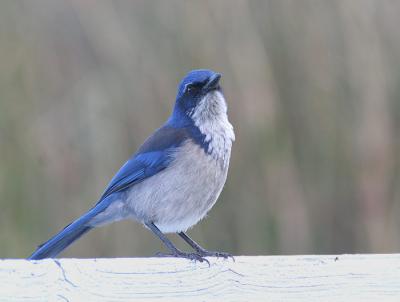 Island Scrub-Jay