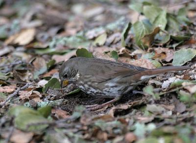 Fox Sparrow (Slate-colored)