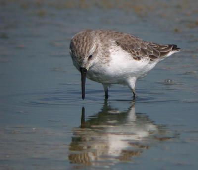 Western Sandpiper