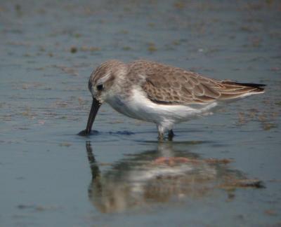 Western Sandpiper