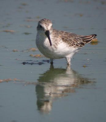 Western Sandpiper