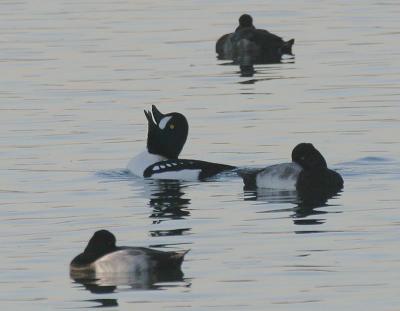 Barrow's Goldeneye