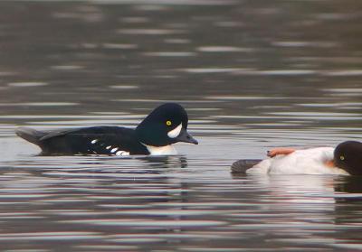 Barrow's Goldeneye