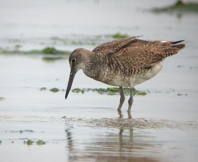 Willet (Eastern)