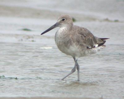 Willet (Western)