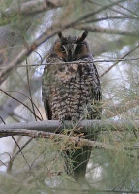 Long-eared Owl