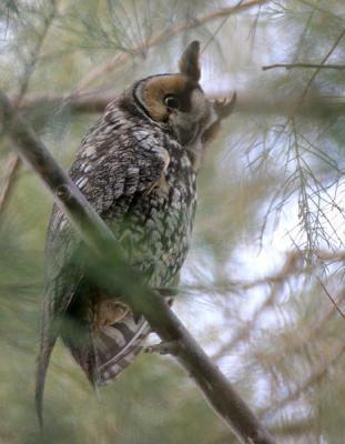 Long-eared Owl