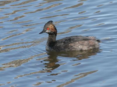 Eared Grebe