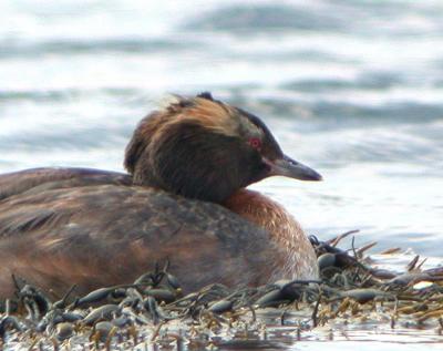 Horned Grebe