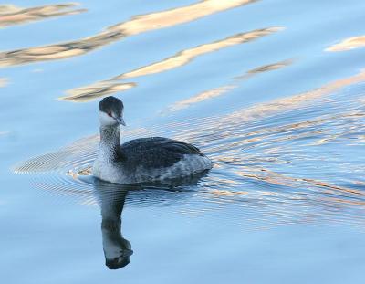 Horned Grebe